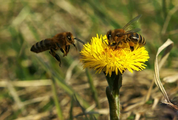 Μέλισσα Και Κίτρινο Λουλούδι Και Δεύτερο Ένα Loking Κατά Την — Φωτογραφία Αρχείου