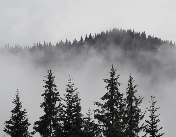 Karpacka Góry Mgła Mgła Las Sosnowy — Zdjęcie stockowe