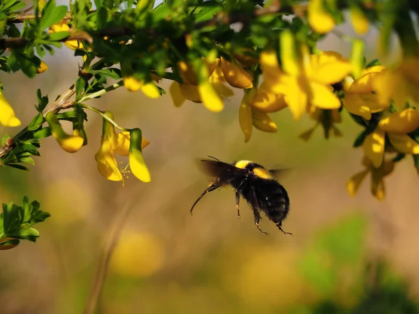 Μέλισσα Που Φέρουν Κοντά Κίτρινα Λουλούδια Στον Κήπο — Φωτογραφία Αρχείου