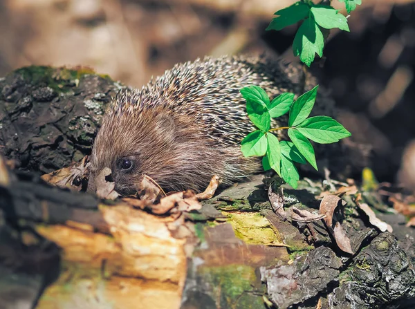 Riccio Che Viaggia Nella Foresta — Foto Stock