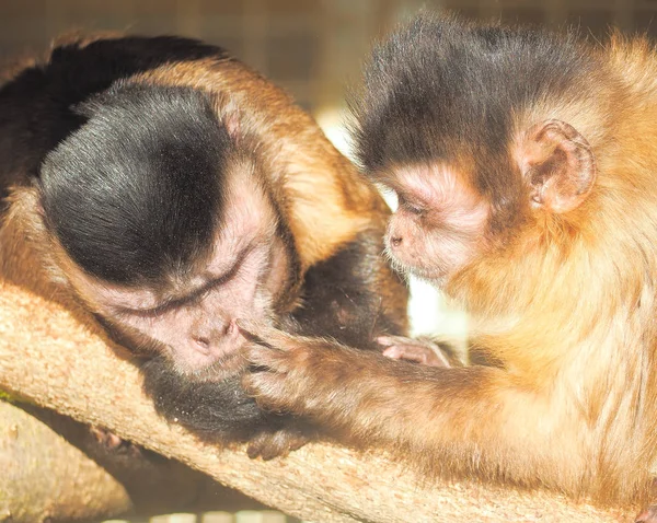 Maymun kırmızı güneşe yakın çekim