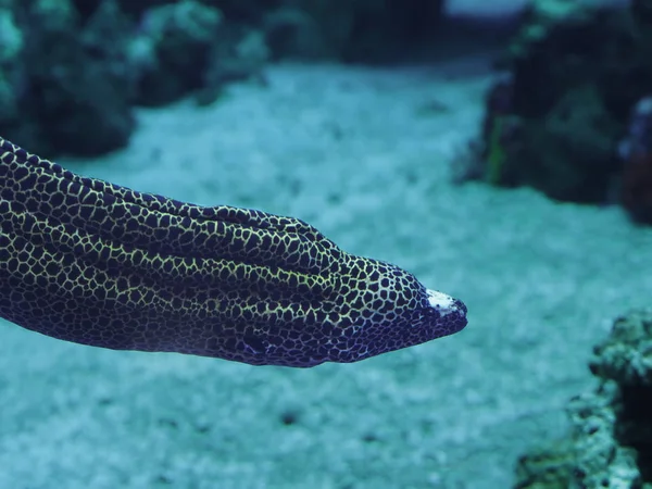 Murena Huge Snake Sweaming Away Blue Ocean — Stock Photo, Image