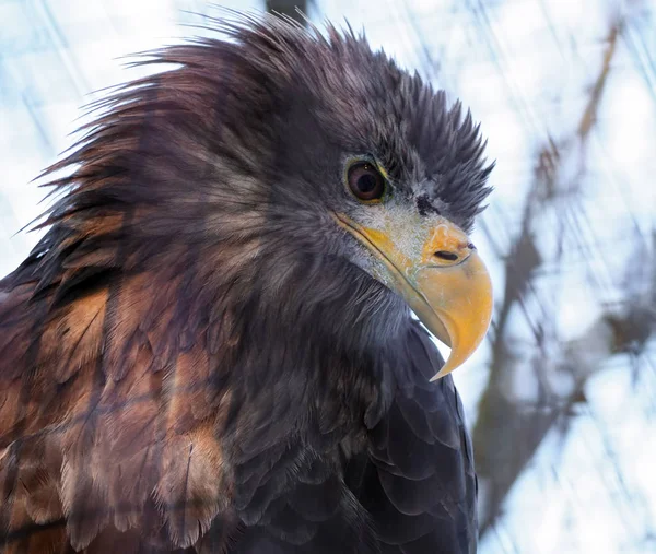 Eagle portrait view from down looking to the left