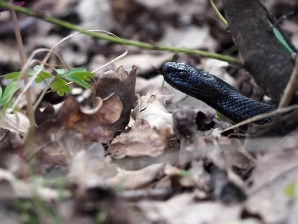 Schwarze Schlange Wald Auf Gras Mit Langer Zunge — Stockfoto