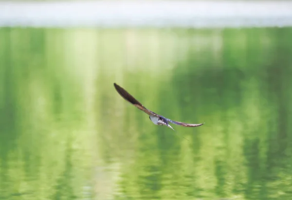 Schwalbe Beim Flug Über Den See — Stockfoto