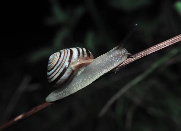 蜗牛爬行在木棍子在草看法从左侧 — 图库照片