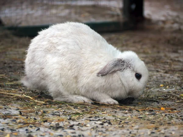 Вид Сбоку Сидящего Земле Белого Кролика — стоковое фото