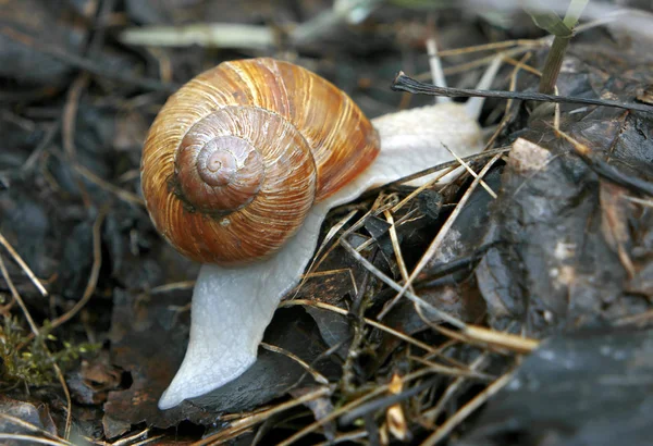 Lumaca Con Bella Conchiglia — Foto Stock