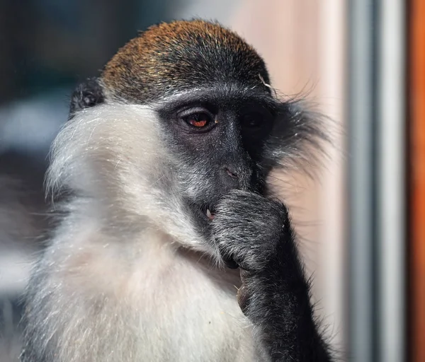 cute monkey thinking portrait