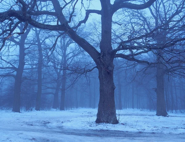 Dark Misty Tree Foggy Evening Forest — Stock Photo, Image