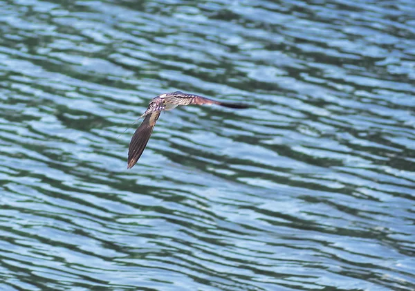 Vlaštovka Letu Nad Jezerem — Stock fotografie