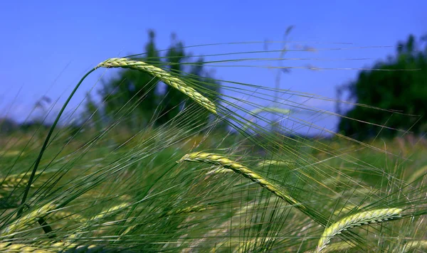Пшеничные Уши Поле — стоковое фото