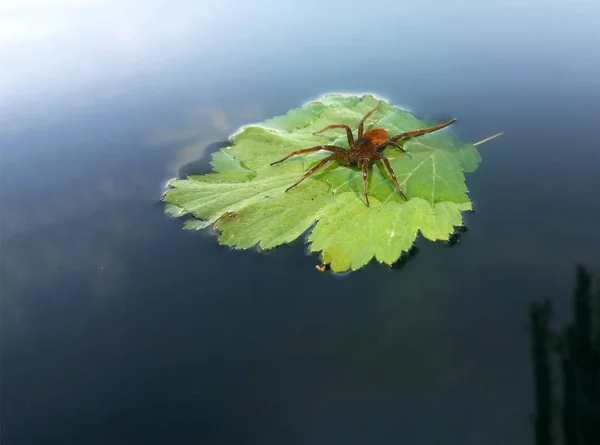 Araignée Rouge Avec Goutte Eau Sur Feuille Verte Bord Lac — Photo