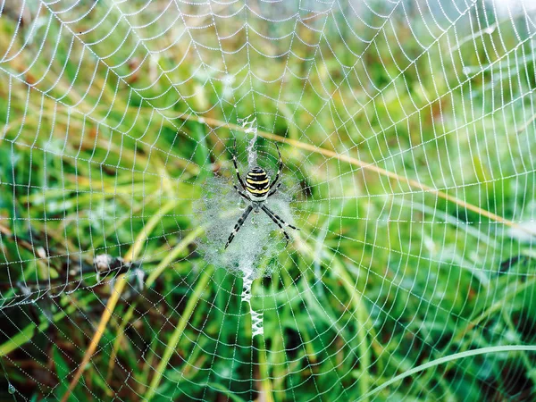 Close Uma Aranha Misteriosa Rede — Fotografia de Stock