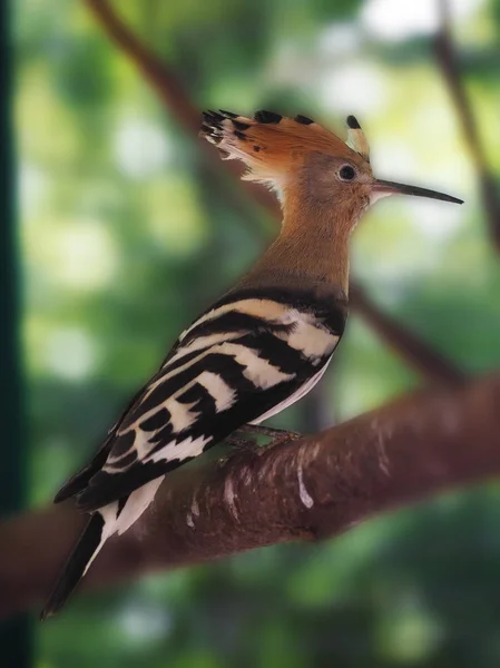 Bird Hoopoe Selva — Fotografia de Stock