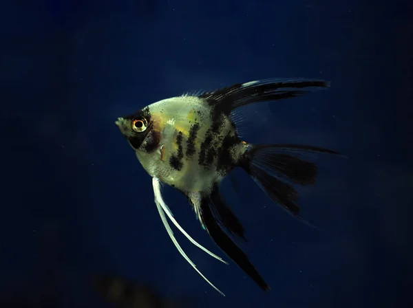 Fisk Pterophyllum Scalare Det Mörka Blå Vattnet Närbild — Stockfoto