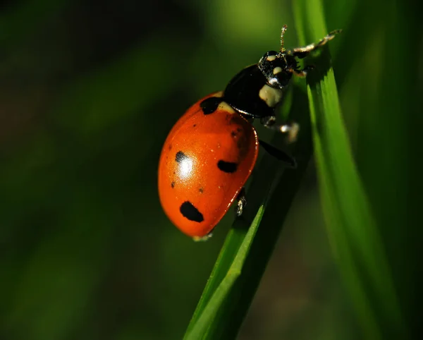 Coccinelle Rouge Grimpant Herbe Verte Soleil — Photo