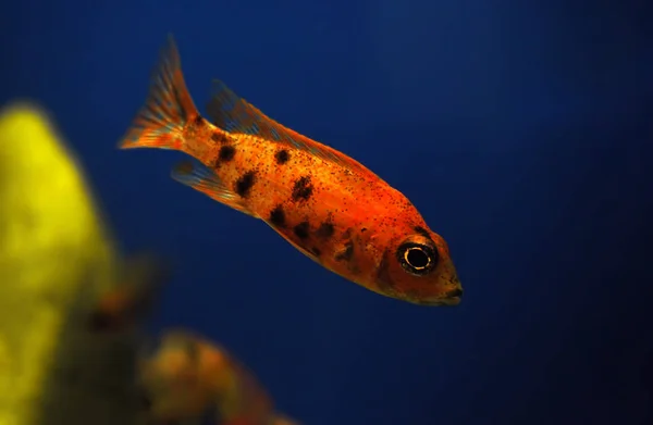 Naranja Peces Pequeños Acuario —  Fotos de Stock