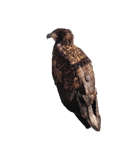 Eagle Brun Sitter Isolerat Vitan — Stockfoto