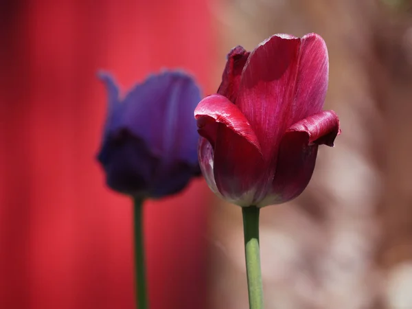 Rode Blauwe Tulpen Zon Close — Stockfoto