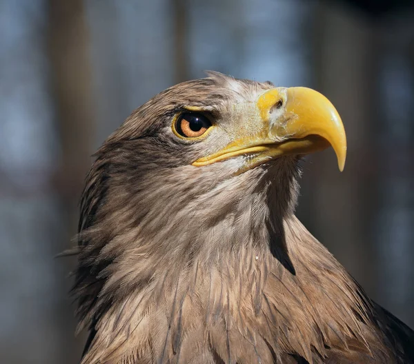 Adler Gefährlicher Porträtkopf Der Nach Oben Schaut — Stockfoto