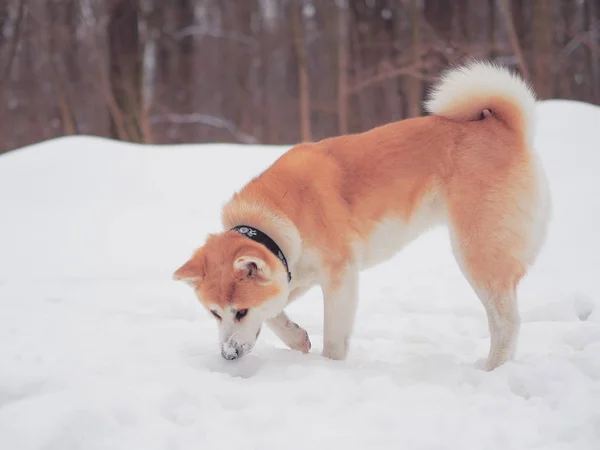Hond Akita Inu Sneeuw — Stockfoto
