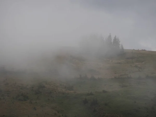 Niebla Niebla Bosque Pinos — Foto de Stock