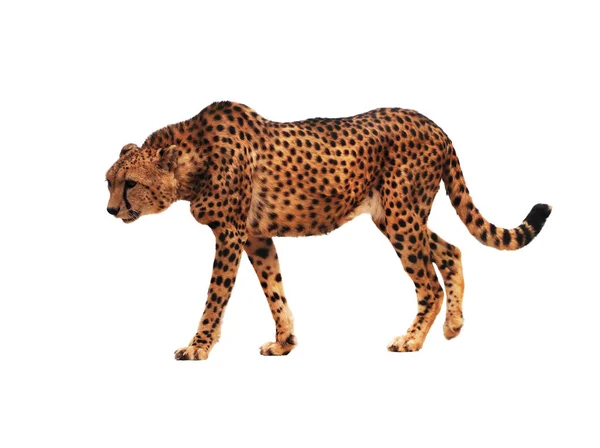 Cheetah Manchado Isolado Branco — Fotografia de Stock