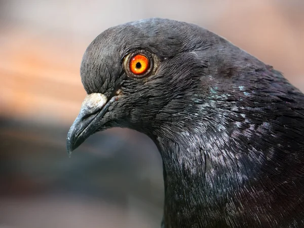 Yakın Kadar Brigt Gözle Güvercin — Stok fotoğraf