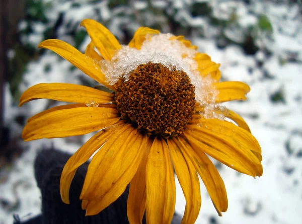 Heliopsis Květ Pod Sněhem — Stock fotografie