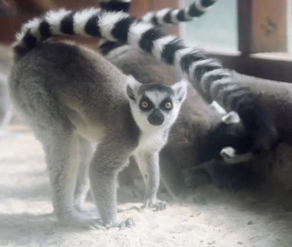 Lemur at the green forest