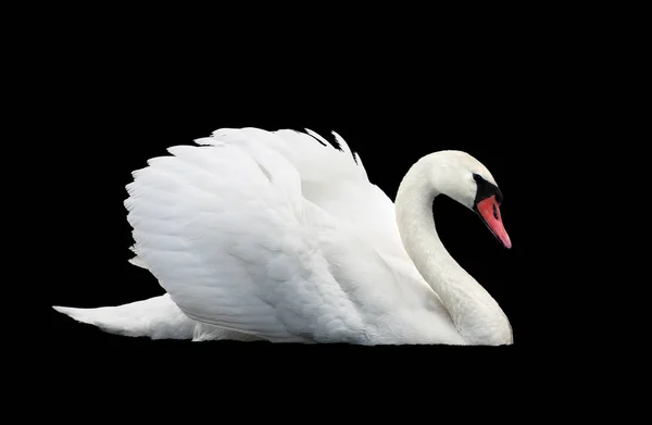 Cisne Branco Isolado Preto — Fotografia de Stock