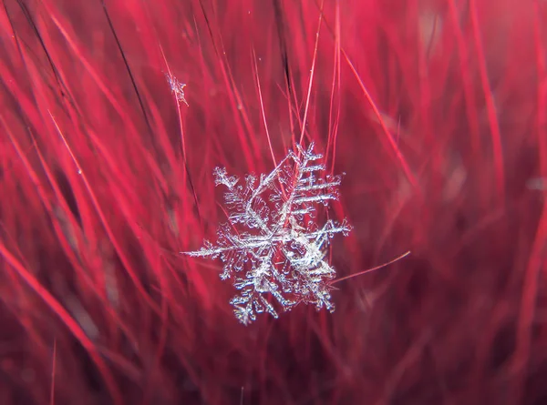 Schneeflocke Schön Auf Dem Bunten Hintergrund Makro — Stockfoto