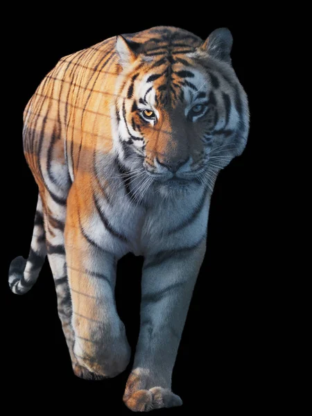 Tiger Schleicht Und Läuft Isoliert Voller Größe — Stockfoto