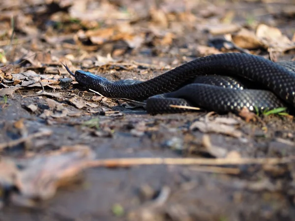 Serpente Negra Rasteja Floresta Nas Folhas — Fotografia de Stock