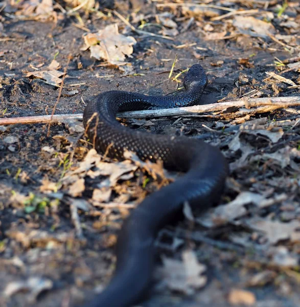 Černý Nebezpečným Hadem Lese Svislé Listy — Stock fotografie