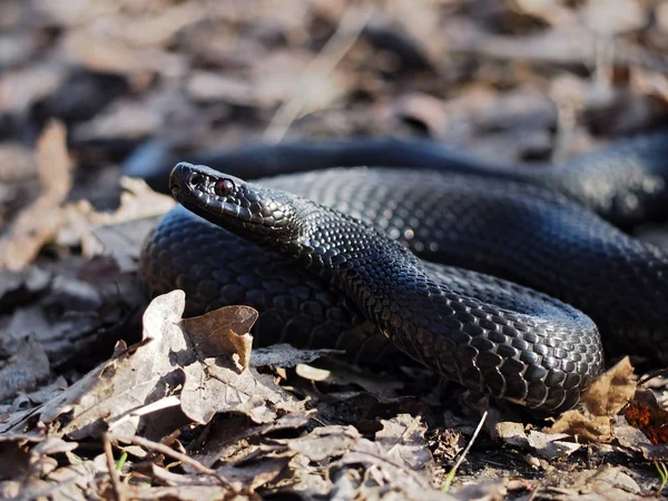 Schwarze Gefährliche Schlange Blättern Wald Einer Kugel Zusammengerollt — Stockfoto