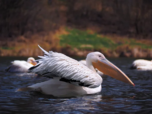 Pelican Sweaming Vid Sjön — Stockfoto