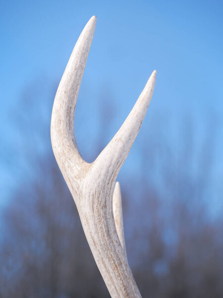 Deer horn at the snowy forest at the sun close-up