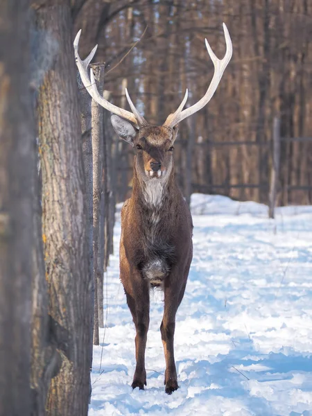 Hirsche Verschneiten Wald Der Sonne Aus Nächster Nähe — Stockfoto