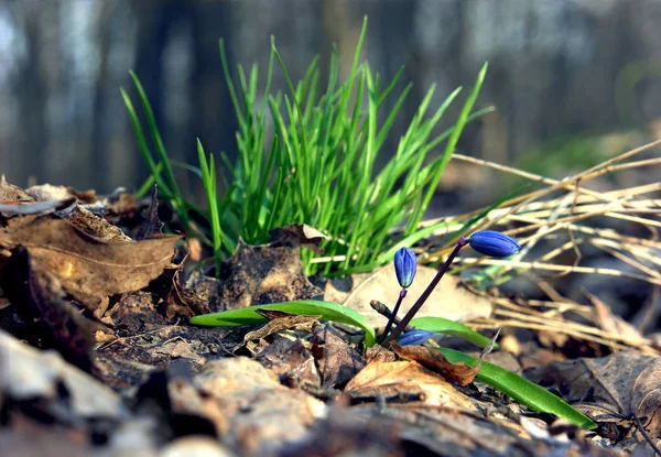 Snowdrop Всадник Зеленом Фоне Травы — стоковое фото