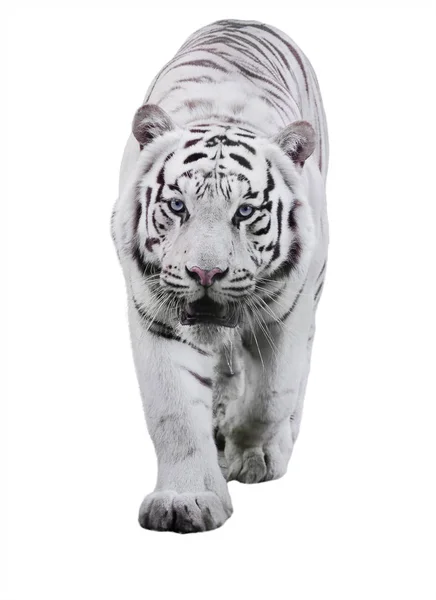 White Big Tiger Panthera Tigris Bengalensis Walking Isolated White — Stock Photo, Image