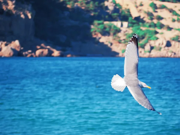 Seagul Survolant Mer Près Des Montagnes — Photo