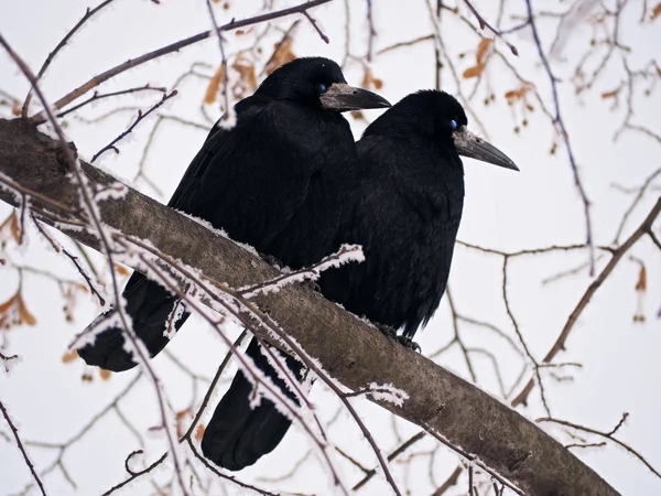 Kruk Crow Drzewie Śniegu — Zdjęcie stockowe