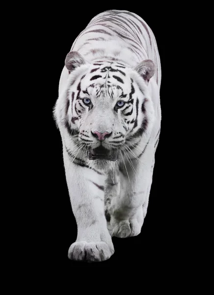 White Big Tiger Panthera Tigris Bengalensis Walking Isolated Black — Stock Photo, Image