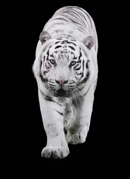 Koca kaplan Panthera tigris bengalensis ihbarı izole yürüyüş beyaz
