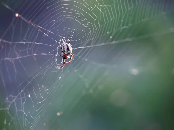 Aranha Rede Close Colorido — Fotografia de Stock