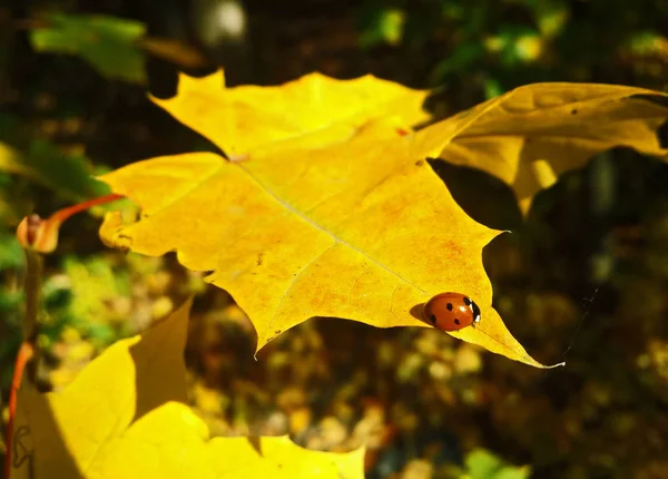 Ladybug Sitting Yellow Maple Leaf Sun — Stock Photo, Image