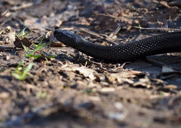 Černý Had Lese Listy Plazí Pryč — Stock fotografie