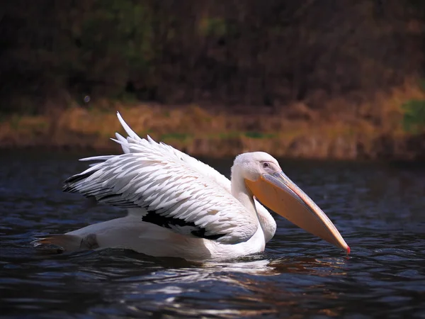 Pelican Sweaming Vid Sjön — Stockfoto